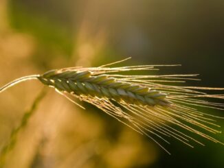 Agricultură în România. FOTO NickyPe