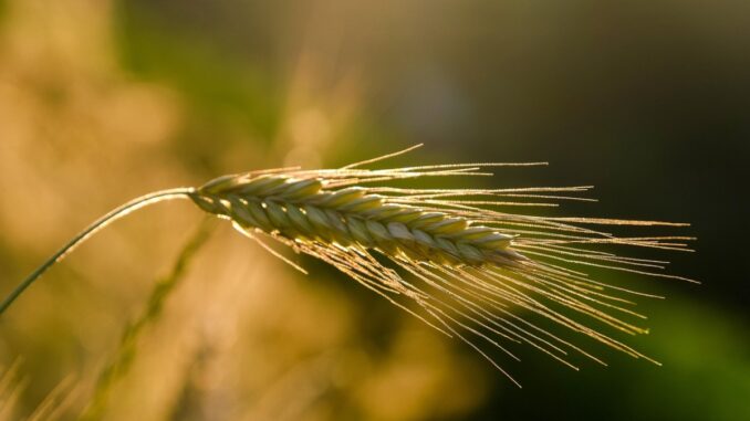 Agricultură în România. FOTO NickyPe Agricultură în România. FOTO NickyPe