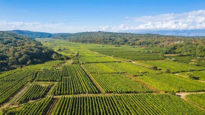 Agricultură în Europa. FOTO EPPO Agricultură în Europa. FOTO EPPO