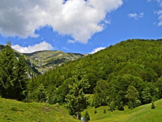 Pădure din România. FOTO igorspan