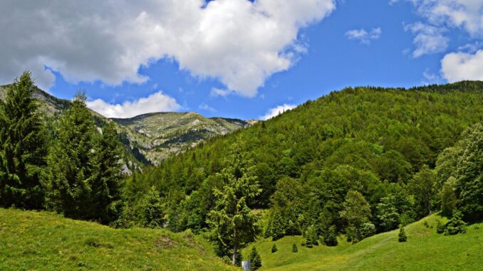Pădure din România. FOTO igorspan Pădure din România. FOTO igorspan