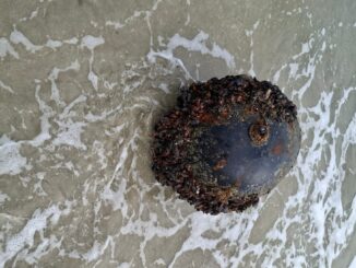 Mina marină descoperită la Vadu. FOTO MApN