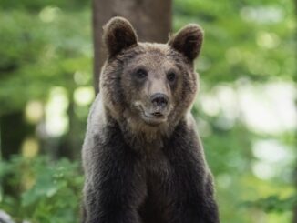 UrÈ™ii, un pericol pentru populaÈ›ie. FOTO Simonecappe91